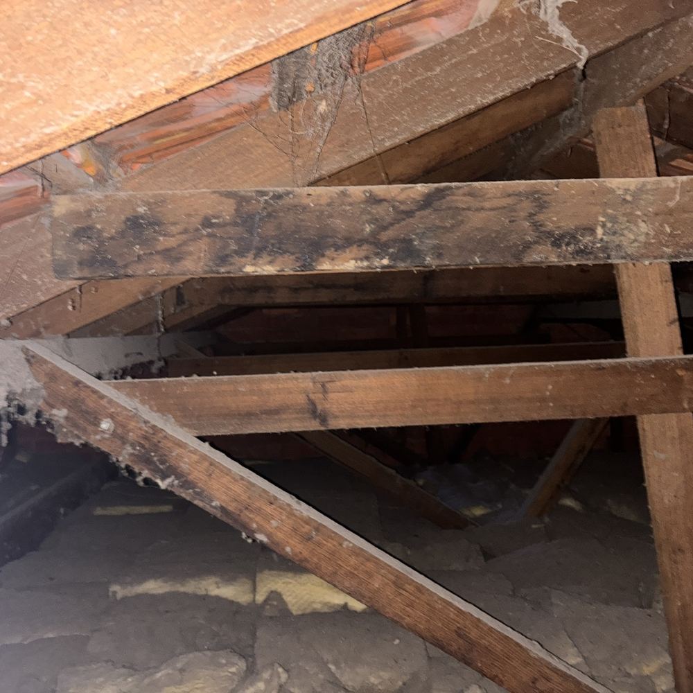 Signs of mould in the ceiling, so the source of moisture needs finding, found during a building and pest inspection in Epping